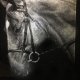Photo Engraving Horse Photo Engraving Horse